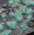 Gamers-grass-alien-turquoise-6mm.jpg