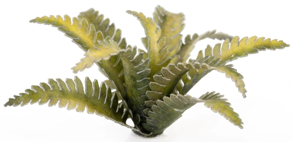 deer-fern-2_1600x900.jpg
