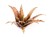 red-aloe_900x900.jpg