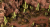 kaktusy27.png
